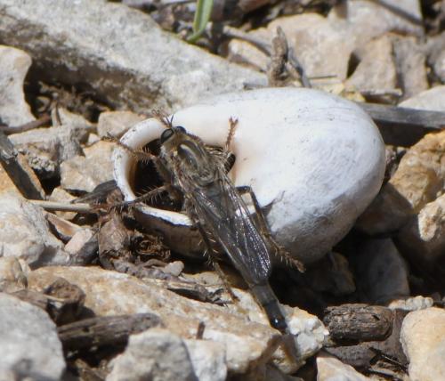 Réf. 259 697 : Stenopogon junceus